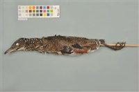 藏品(黑冠麻鷺)的圖片